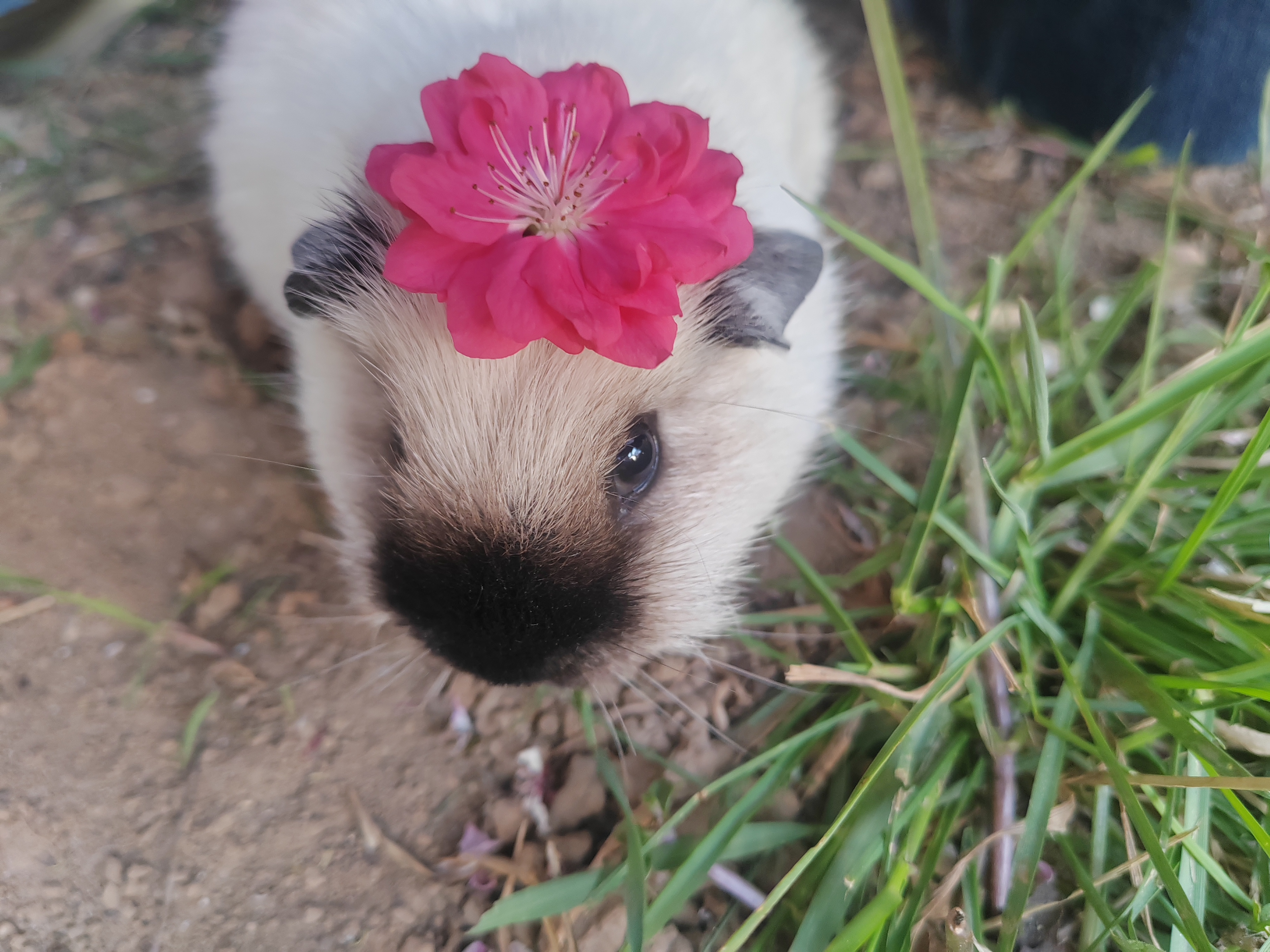 hundreds_flower